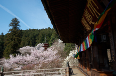 長谷寺,桜(PK3_8397,F10,21mm)2014yaotomi_.jpg