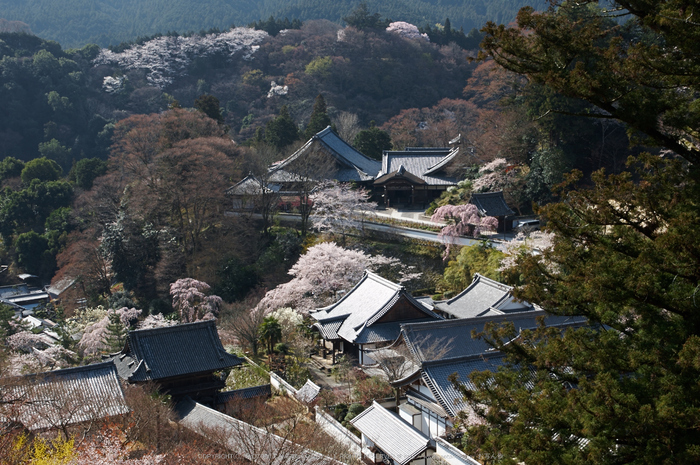 長谷寺,桜(PK3_8399,F10,37mm)2014yaotomi_.jpg