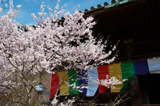 長谷寺,桜(PK3_8415,F6.3,26mm)2014yaotomi_.jpg