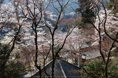 長谷寺,桜(PK3_8436,F9,34mm)2014yaotomi_.jpg