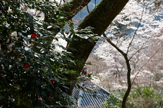 長谷寺,桜(PK3_8438,F5,45mm)2014yaotomi_.jpg