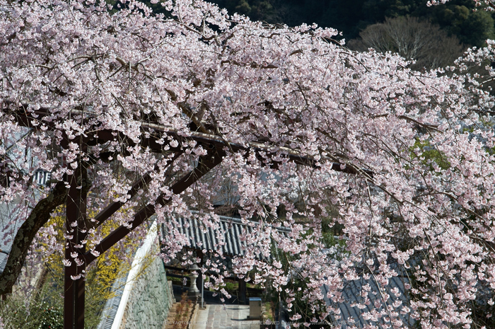 長谷寺,桜(PK3_8489,F7.1,70mm)2014yaotomi_.jpg