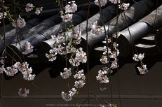 長谷寺,桜(PK3_8504,F8,70mm)2014yaotomi_.jpg