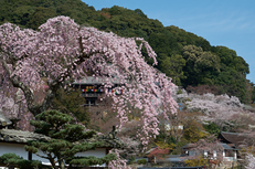 長谷寺,桜(PK3_8516,F9,53mm)2014yaotomi_.jpg