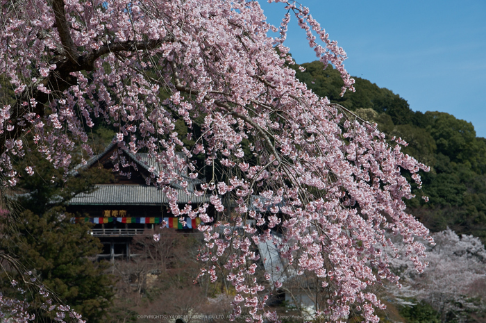 長谷寺,桜(PK3_8519,F7.1,70mm)2014yaotomi_.jpg