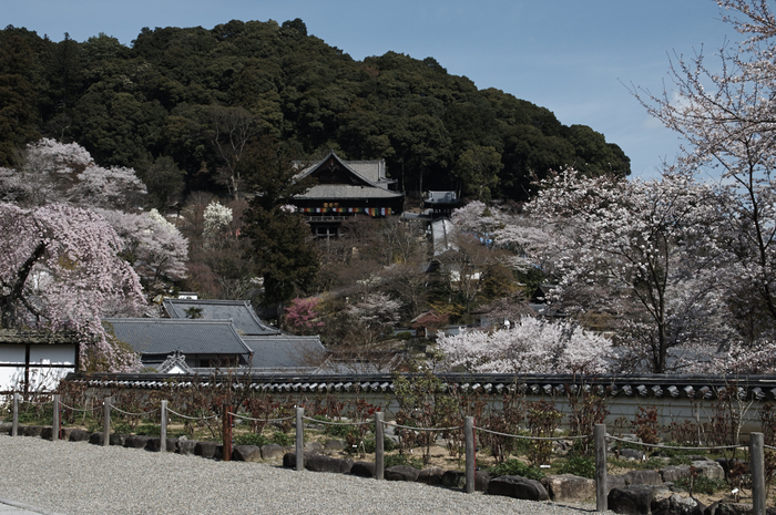 長谷寺,桜(PK3_8520,F9,31mm)2014yaotomi_.jpg