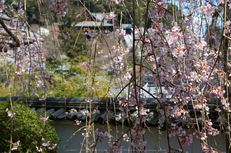 長谷寺,桜(PK3_8528,F9,34mm)2014yaotomi_.jpg