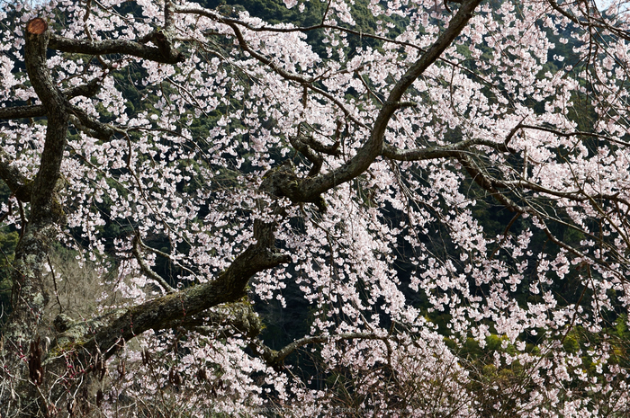 長谷寺,桜(PK3_8539,F7.1,48mm)2014yaotomi_.jpg