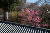 長谷寺・桜(PK3_8338,F8,34mm,FULL)2014yaotomi_.jpg