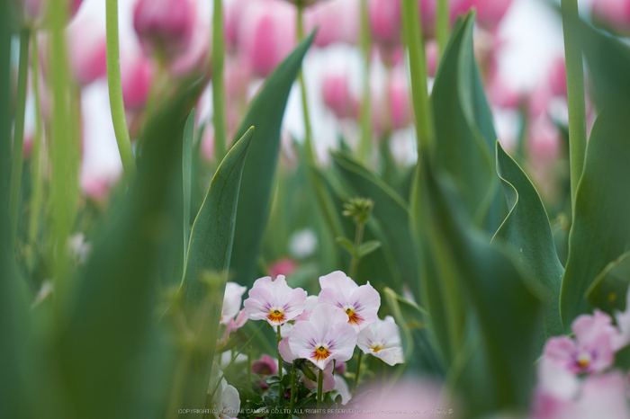 馬見,チューリップ(DSCF5033,F3.6,56mm)2014yaotomi_.jpg