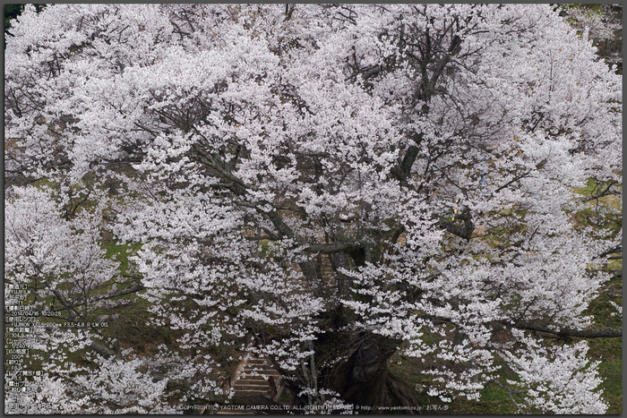 仏隆寺（佛隆寺） 桜 【2014 奈良桜 開花】 ／ FUJIFILM X-T1 with