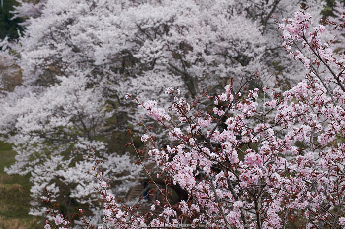 仏隆寺（佛隆寺） 桜 【2014 奈良桜 開花】 ／ FUJIFILM X-T1 with