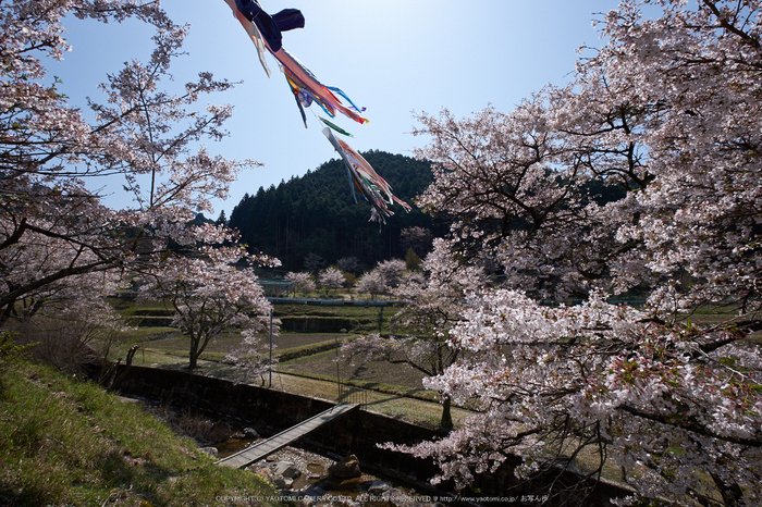 菟田野 岩端 桜 【2014 奈良桜 開花】 ／ FUJIFILM X-T1 with XF10