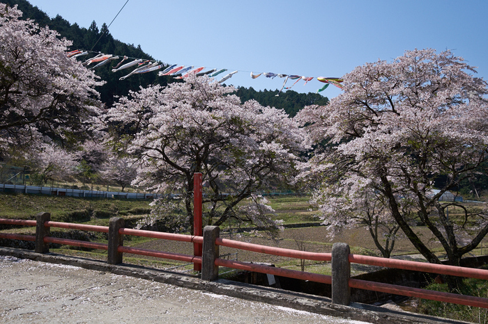 菟田野 岩端 桜 【2014 奈良桜 開花】 ／ FUJIFILM X-T1 with XF10