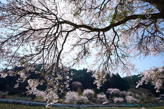 菟田野 岩端 桜 【2014 奈良桜 開花】 ／ FUJIFILM X-T1 with XF10