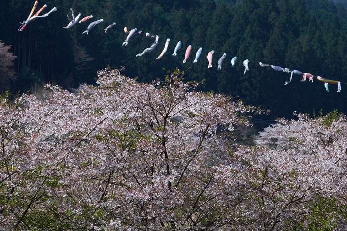 菟田野 岩端 桜 【2014 奈良桜 開花】 ／ FUJIFILM X-T1 with XF10