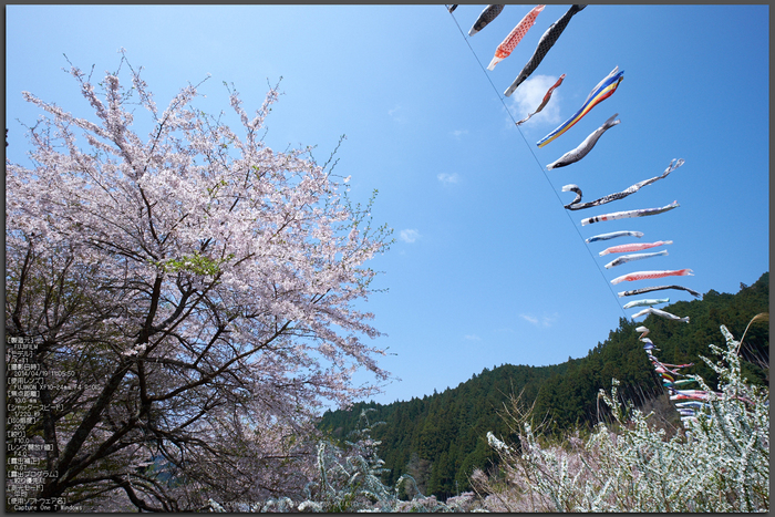 菟田野 岩端 桜 【2014 奈良桜 開花】 ／ FUJIFILM X-T1 with XF10