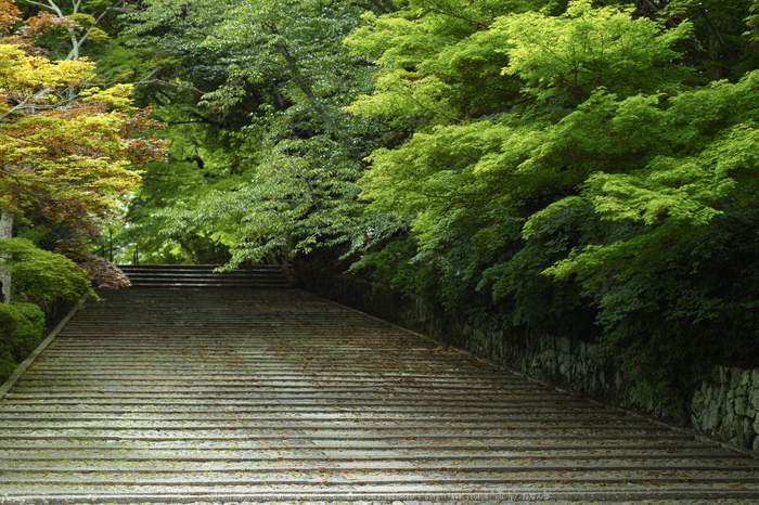 光明寺・新緑(SDIM0557,F2)2014yaotomi_.jpg