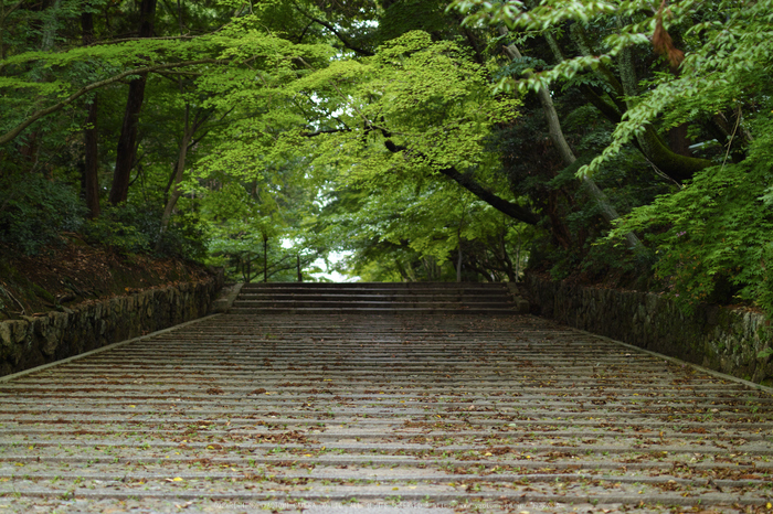 光明寺・新緑(SDIM0562,F1.6)2014yaotomi_.jpg