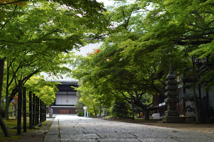 光明寺・新緑(SDIM0579,F1.8)2014yaotomi_.jpg