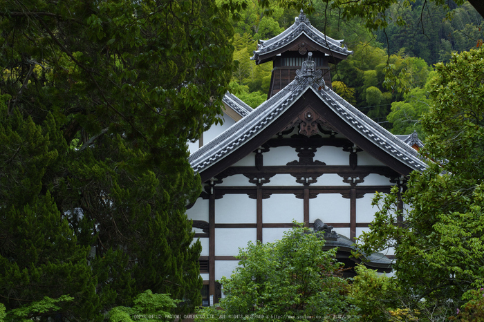 光明寺・新緑(SDIM0604,F6.3)2014yaotomi_.jpg