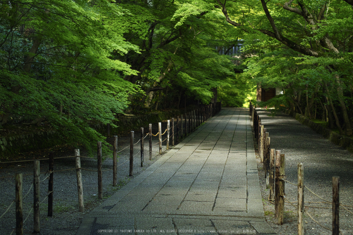 光明寺・新緑(SDIM0613,F2.2)2014yaotomi_.jpg