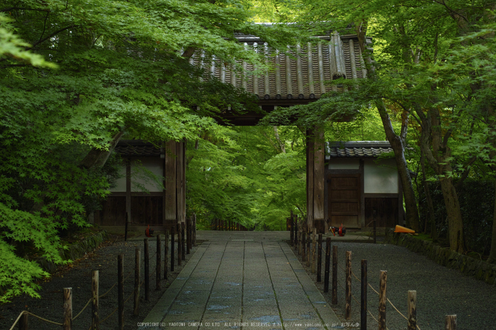 光明寺・新緑(SDIM0617,F4.5)2014yaotomi_.jpg