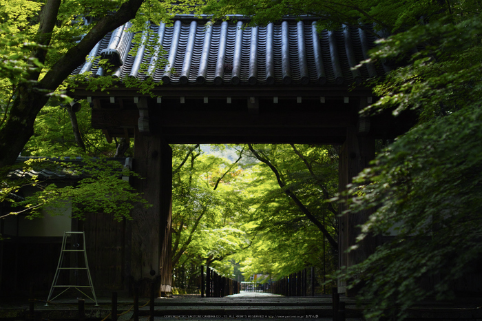 光明寺・新緑(SDIM0629,F--)2014yaotomi_.jpg