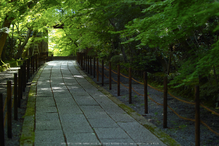 光明寺・新緑(SDIM0644,F1.8)2014yaotomi_.jpg