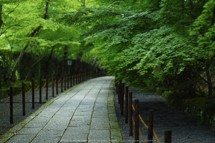 光明寺・新緑(SDIM0648,F1.4)2014yaotomi_.jpg