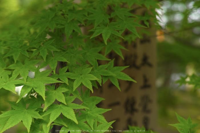 南禅寺,新緑(SDIM0068,35mm,F4)2014yaotomi_.jpg