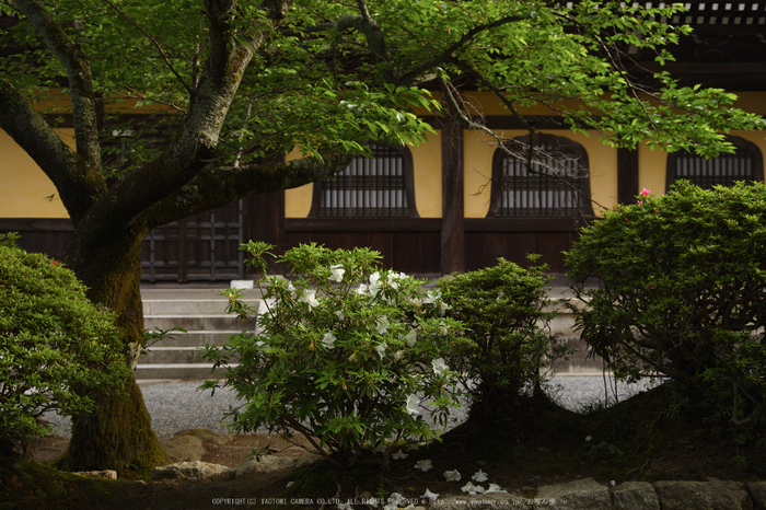 南禅寺,新緑(SDIM0081,24mm,F2.2)2014yaotomi_.jpg