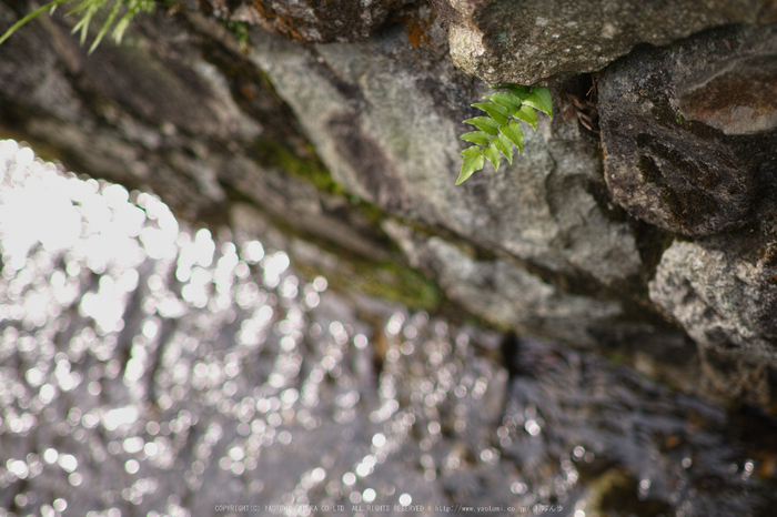 南禅寺,新緑(SDIM0155,35mm,F1.8)2014yaotomi_.jpg