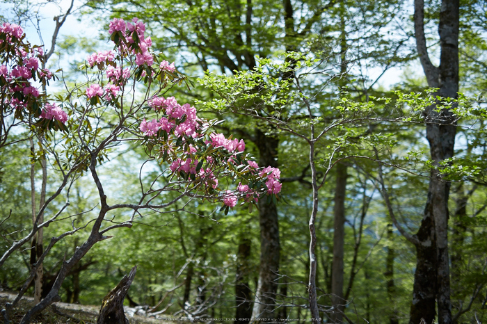 大台ケ原,新緑(5J7C0057,F1.6)2014yaotomi_.jpg