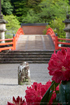 室生寺,石楠花(DSCF5907,F13,55mm)2014yaotomi_.jpg