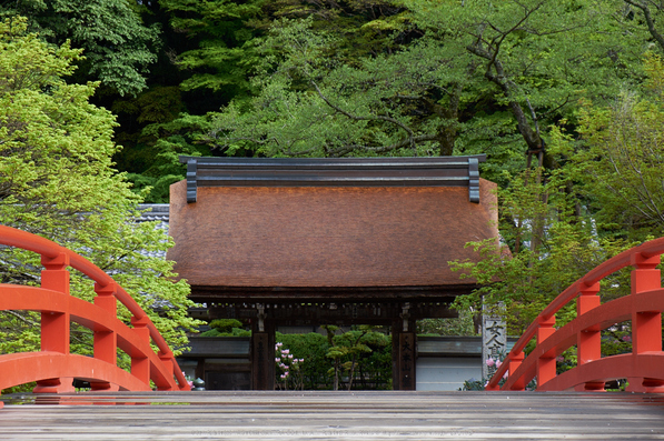 室生寺,石楠花(DSCF5909,F7.1,55mm)2014yaotomi_.jpg