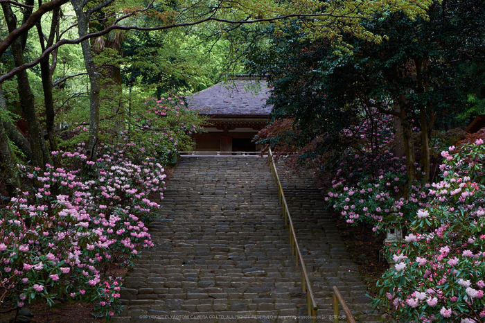 室生寺,石楠花(DSCF5911,F7.1,44.4mm)2014yaotomi_.jpg