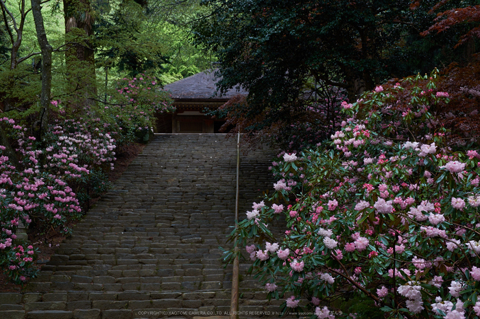 室生寺,石楠花(DSCF5912,F8,39mm)2014yaotomi_.jpg