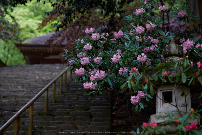 室生寺,石楠花(DSCF5924,F1.8,56mm)2014yaotomi_.jpg