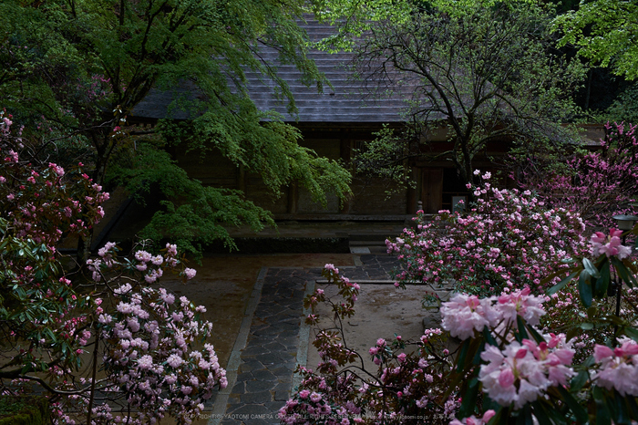 室生寺,石楠花(DSCF5930,F7.1,30.2mm)2014yaotomi_.jpg