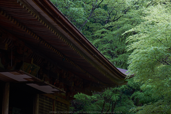 室生寺,石楠花(DSCF5958,F7.1,55mm)2014yaotomi_.jpg