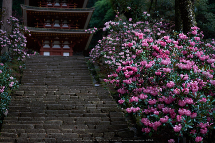 室生寺,石楠花(DSCF5976,F1.6,56mm)2014yaotomi_.jpg