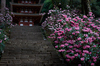 室生寺,石楠花(DSCF5976,F1.6,56mm,FULL)2014yaotomi_.jpg