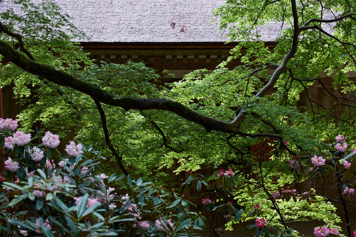 室生寺,石楠花(DSCF5999,F7.1,70.5mm)2014yaotomi_.jpg