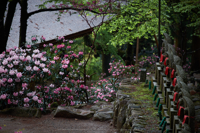 室生寺,石楠花(DSCF6032,F4.7,172.4mm)2014yaotomi_.jpg