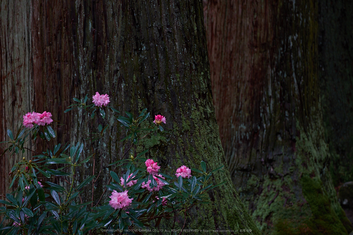 室生寺,石楠花(DSCF6051,F5,90.4mm)2014yaotomi_.jpg