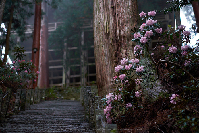 室生寺,石楠花(DSCF6070,F1.4,56mm)2014yaotomi_.jpg