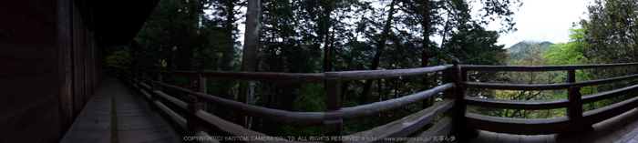 室生寺,石楠花(DSCF6081,F10,10mm)2014yaotomi_.jpg