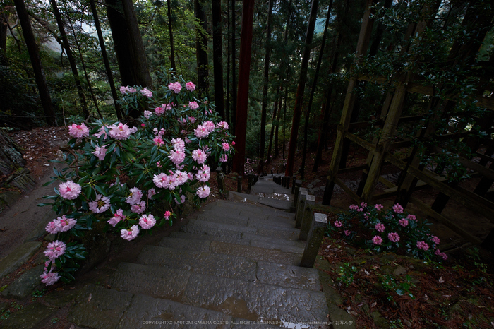 室生寺,石楠花(DSCF6083,F10,10mm)2014yaotomi_.jpg