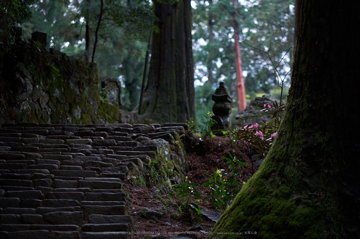 室生寺,石楠花(DSCF6084,F1.4,56mm)2014yaotomi_.jpg